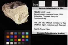 Foto (Objket + Etiketten) von Goniodromites complanatus (Reuss, 1858) 